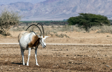 Antelope scimitar horn Oryx (Oryx leucoryx). Due to danger of extinction, the species was introduced from Sahara and adopted in nature reserves of the Middle East