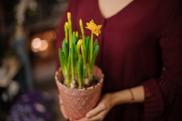 Woman holding a little peach color pot with a green Narcissus with yellow flowers
