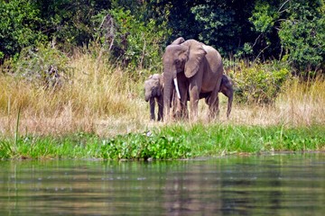 African elephants, Murchison Falls National Park, Uganda