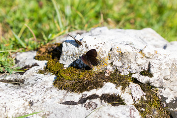 kleiner Moorfalter pärchen auf einem mit flechten bewachsenen Fels