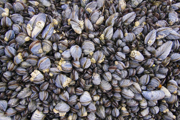 A colony of mussels with barnacles  © 13threephotography