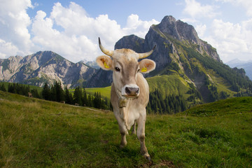 Fototapeta na wymiar Kuh mit Hörnern auf der Alm vor dem Aggenstein