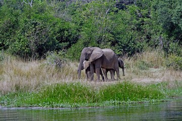 African elephants, Murchison Falls National Park, Uganda