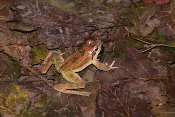 Male specimen of the Italian agile frog (Rana latastei) during the breeding season at the end of the winter