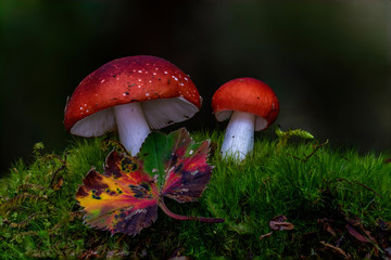 Two mushrooms with a front leaf