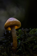 Light Brown mushroom