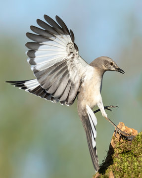 Northern Mockingbirds (mimus polyglottos)