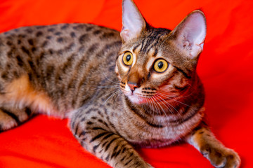 Savannah F1 Hybrid Of The Serval And A Savannah F2 Adorable Poster Adorab Kseniya Kolomenskaya