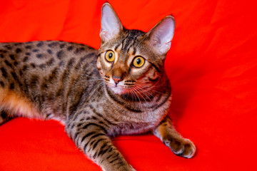 Savannah F1 Hybrid Of The Serval And A Savannah F2 Adorable Poster Adorab Kseniya Kolomenskaya