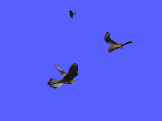 Falchi in volo
