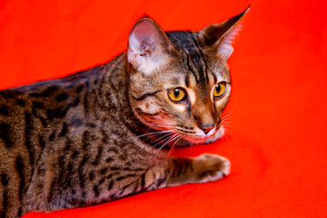 Savannah cat on a red background