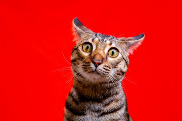 Savannah cat on a red background