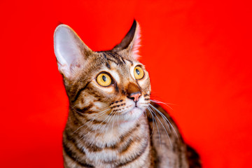 Savannah cat on a red background