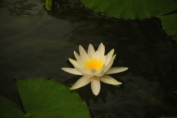 Teichpflanzen © le_moque