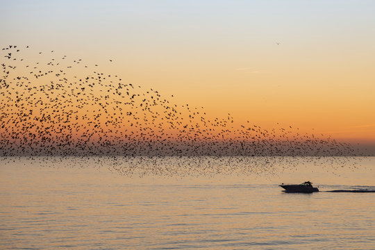 starlings in Brighton at sun set