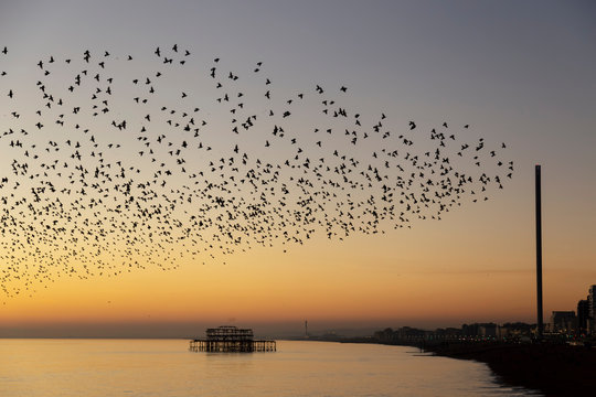starlings in Brighton at sun set