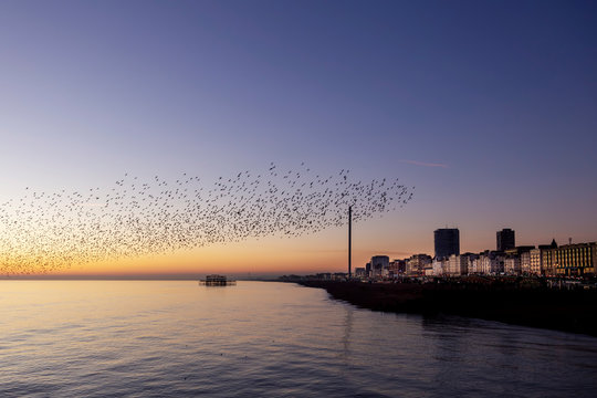 starlings in Brighton at sun set