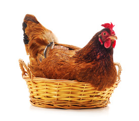 Chicken in the basket.