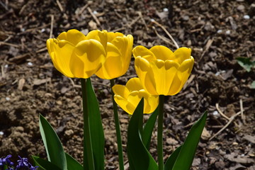 Gelbe Tulpen im Frühling