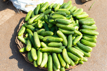 Fresh pile of cucumber from street food market in India, Varanasi