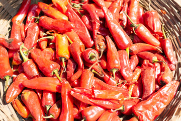 Dried chilli peppers in indian spice market, India, Varanasi