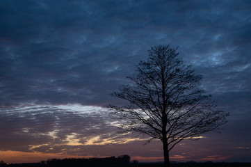 Fototapeta na wymiar Silhouette of a tree without leaves, beauty clouds after sunset