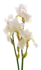 Naklejka na ściany i meble White iris flower.