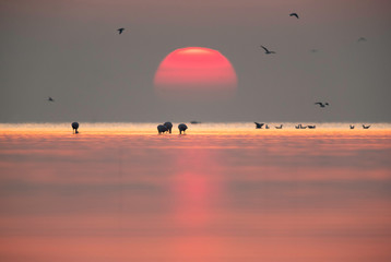 Greater Flamingos and dramatic sunrise at Asker coast, Bahrain