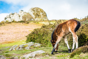 Dartmoor pony foal in front of Haytor rock, Devon, West Country, England, UK.