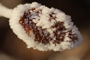 Blatt gefroren im Winter