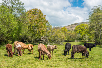 Cattle grazing in a field at Widecombe, Dartmoor, UK