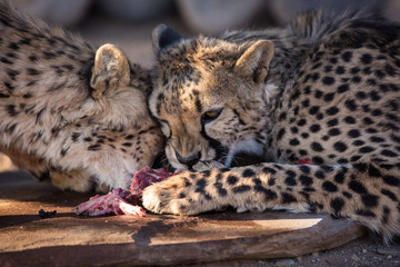 Closeup portrait of two big wild aggressive Cheetah cat's eating meat with greed and roar showing dangerous teeth. Namibia.