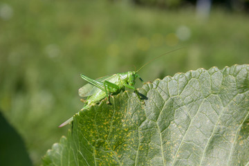 masking of Tettigonia viridissima,hunting Tettigonia viridissima in summer on green leaf