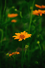 Yellow coreopsis flower on a background of greenery