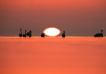 Fototapeta na wymiar Dramatic sunrise and silhouette of Greater Flamingos at Asker coast, Bahrain