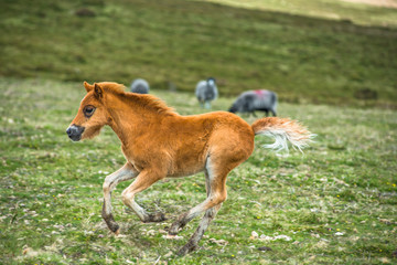 Naklejka na ściany i meble Pony foals in Dartmoor National park, Devon, UK.