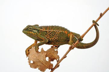 Montane side-striped chameleon (Trioceros ellioti / Chamaeleo ellioti) © bennytrapp