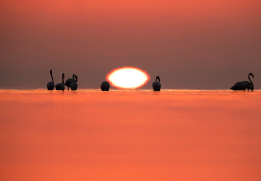 Dramatic sunrise and silhouette of Greater Flamingos at Asker coast, Bahrain © Dr Ajay Kumar Singh