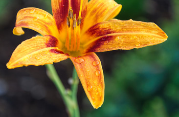Yellow / orange flower having rain drops on it's dark shaded pedals during the morning