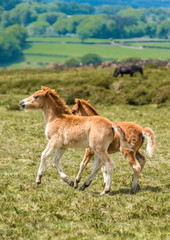 Obraz na płótnie Canvas Ponies and young pony foals in Dartmoor National park in Devon, UK.