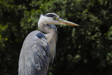 ritratto di Airone cenerino (Ardea cinerea)