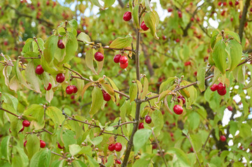 Cornelian cherry, European cornel or dogwood (Cornus mas)