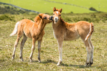 Naklejka na ściany i meble Ponies and young pony foals in Dartmoor National park