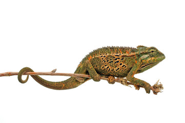 Montane side-striped chameleon (Trioceros ellioti / Chamaeleo ellioti) © bennytrapp