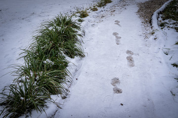 footsteps in snow