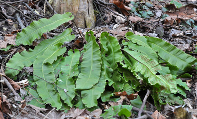 In the wild, fern Asplenium scolopendrium grows