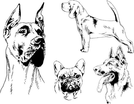 Great Dane Cartoon Images – Browse 1,169 Stock Photos, Vectors, and Video | Adobe Stock Great Dane Cartoon Images – Browse 1,169 Stock Photos, Vectors, and Video | Adobe Stock