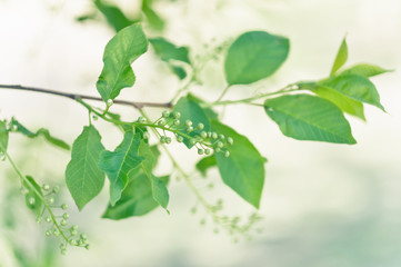 Fototapeta premium Tender green leaves and buds on a tree branch in spring.