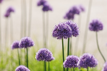 Purple Allium ball head flowers - obrazy, fototapety, plakaty