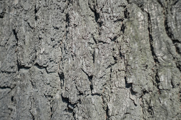 Natural background of the bark of an old tree. Focus only in the center of the photo.